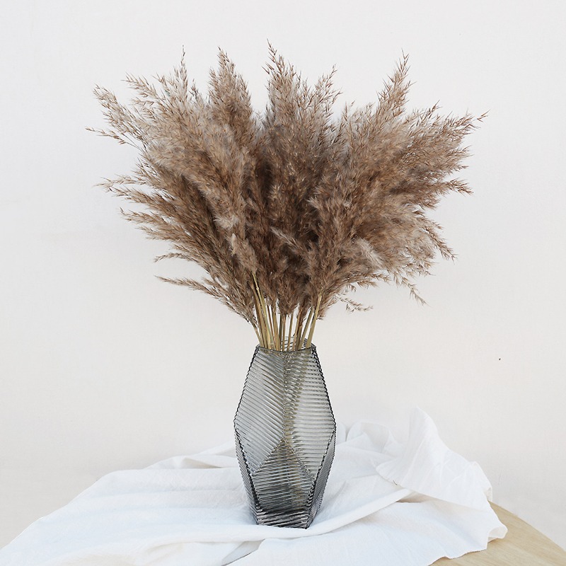 10 Pezzi di Erba della Pampa N - Pampas Grass Decor recensione e prezzo