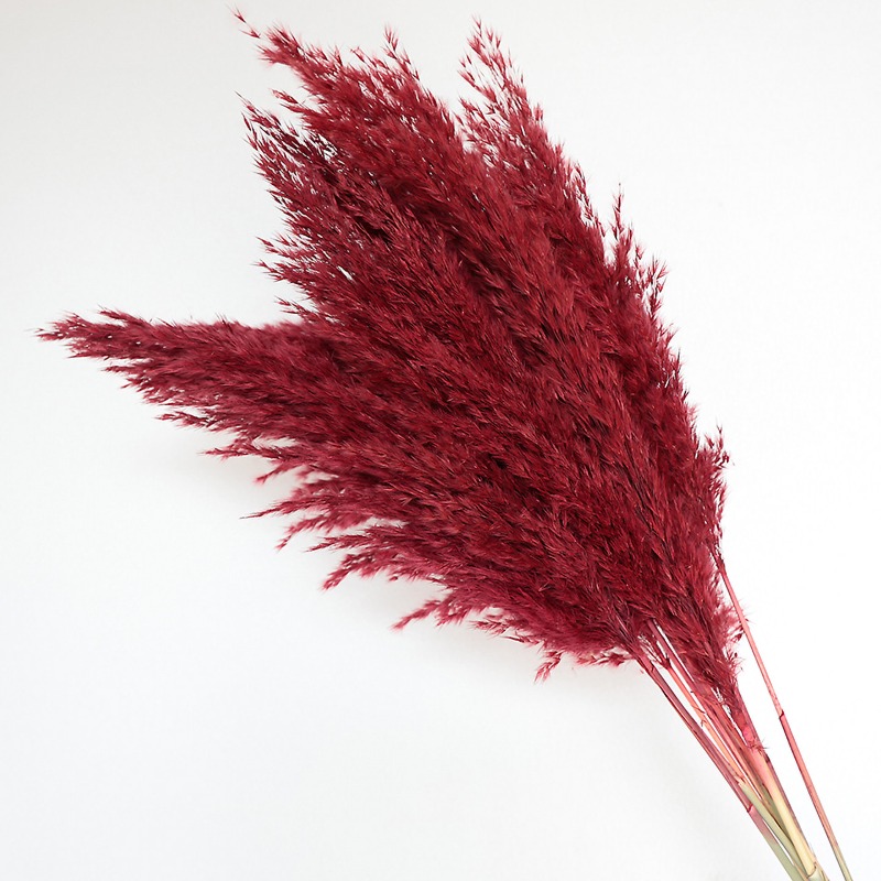 10 Pezzi di Erba della Pampa N - Pampas Grass Decor recensione e prezzo